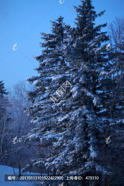 林海雪原,雪鄉(xiāng),白雪,冬天,山