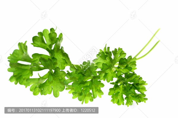 頂歐芹