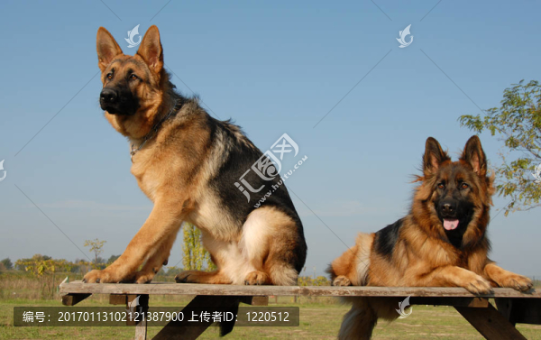 兩只德國(guó)牧羊犬