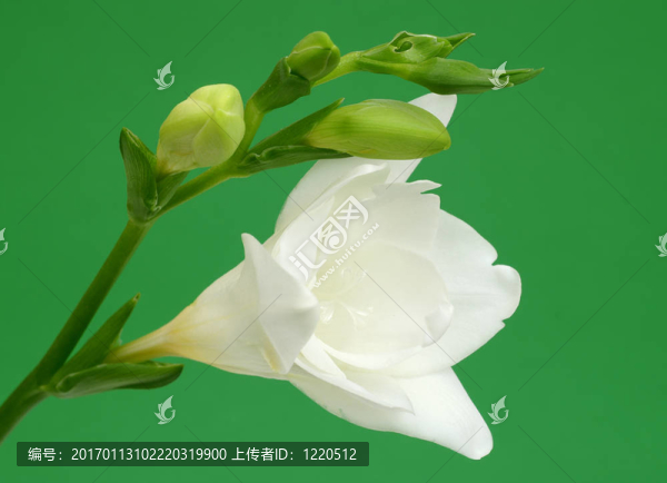 綠色背景，白色的小蒼蘭