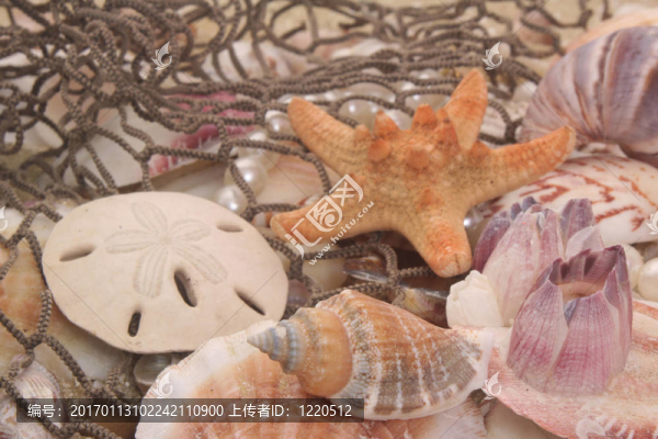 海貝殼和釣魚網(wǎng)