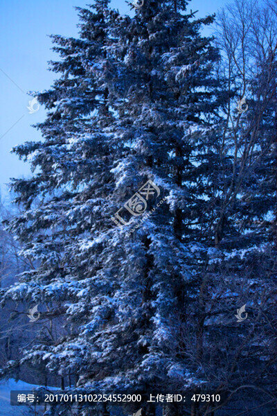 雪鄉(xiāng),白雪,冬天