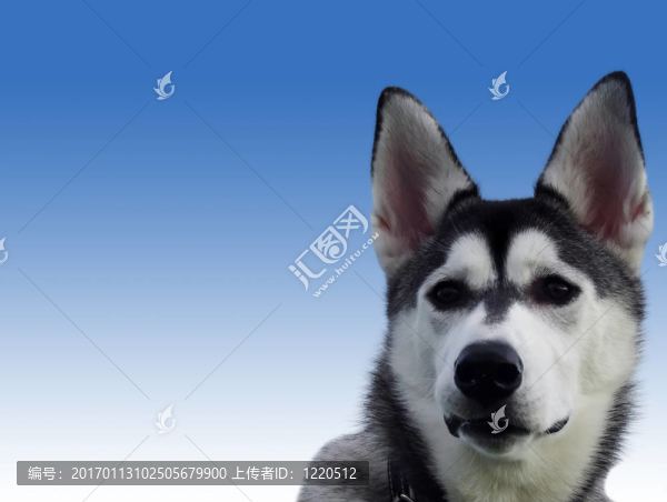 snowdog