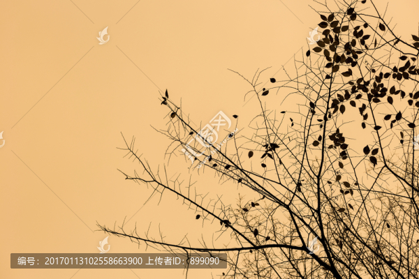 枯樹枝