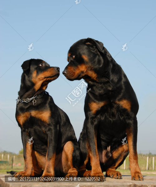 父親和兒子的羅特韋爾犬