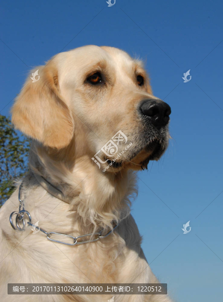 黃金獵犬的肖像