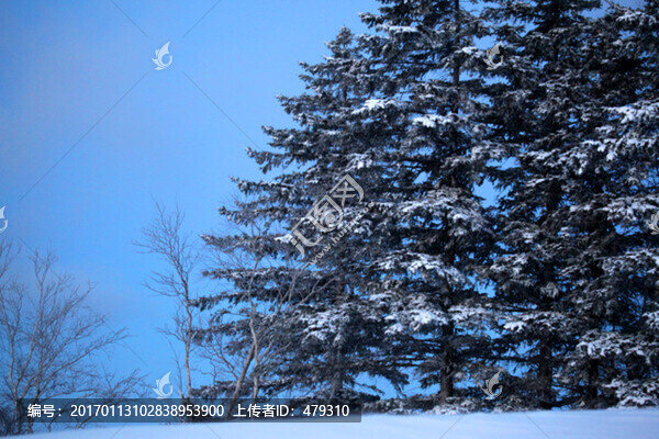 林海雪原,雪鄉(xiāng),白雪,冬天,山