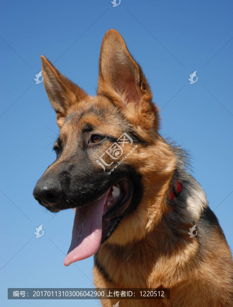 年輕的德國牧羊犬