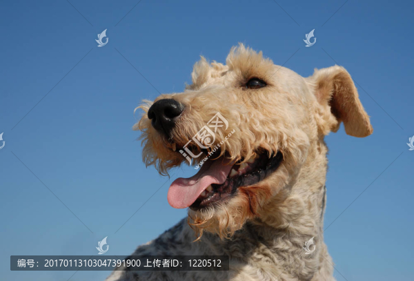 獵狐犬