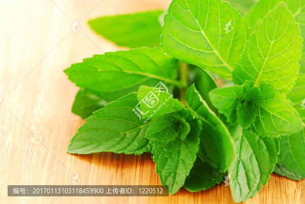 新鮮的薄荷