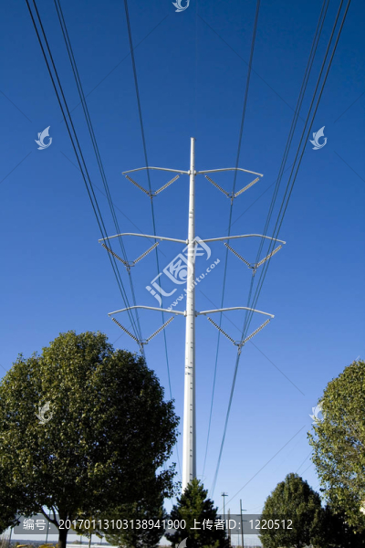 樹木的電源線