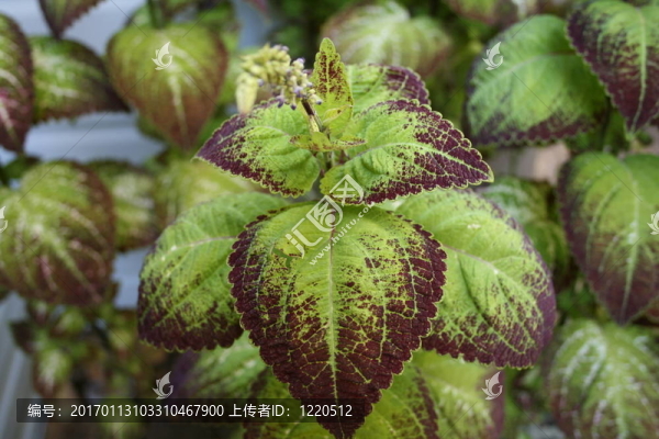caladiums