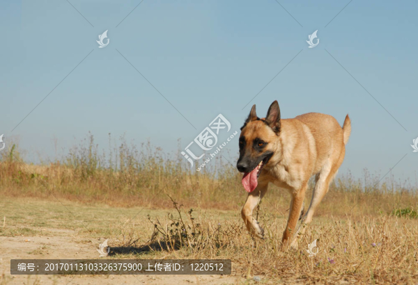 奔跑的牧羊犬