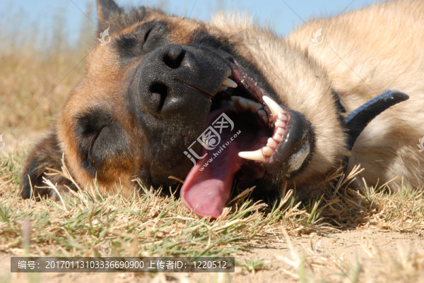 累了比利時(shí)牧羊犬-匯圖網(wǎng) www.fosd68.com 累了比利時(shí)牧羊犬