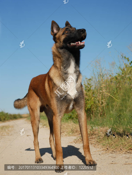 看馬犬
