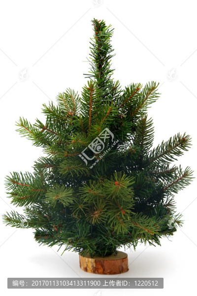 圣誕樹-匯圖網(wǎng) www.fosd68.com 圣誕樹