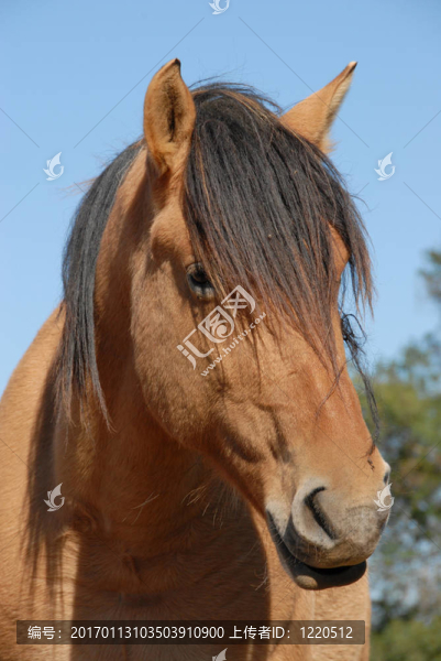 棕色的馬