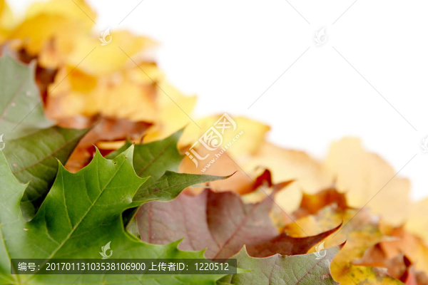 多彩的秋葉