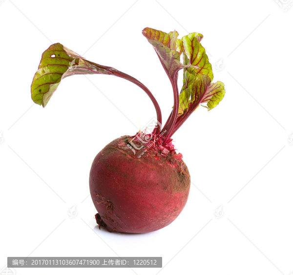 甜菜