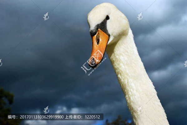天鵝