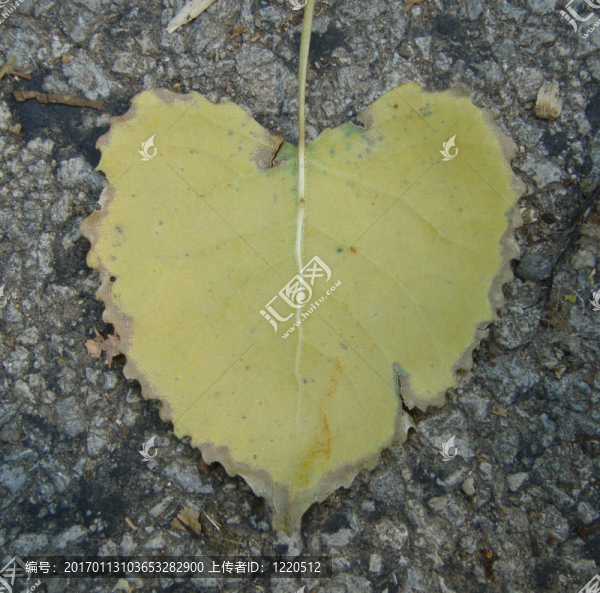 心-匯圖網(wǎng) www.fosd68.com 心