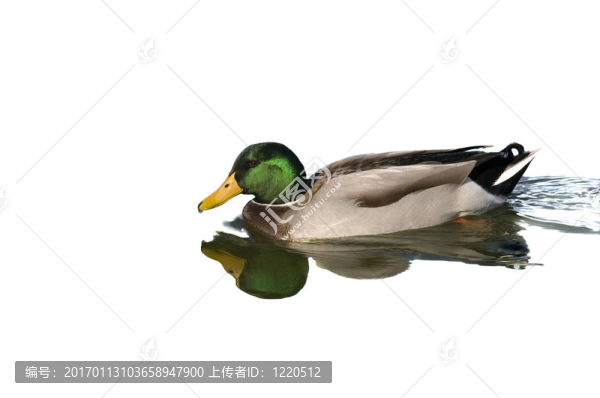 雄性綠頭鴨