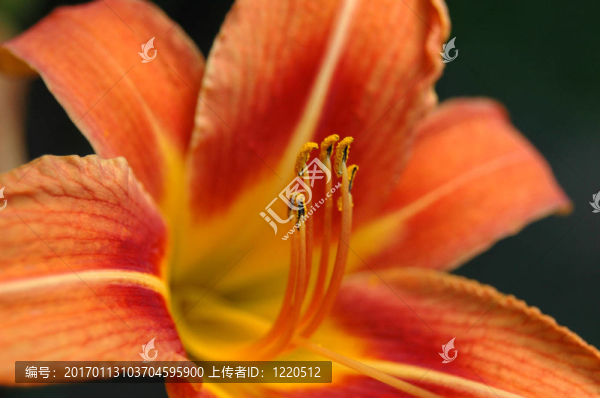老虎百合