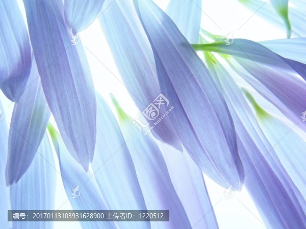 藍(lán)色的花瓣