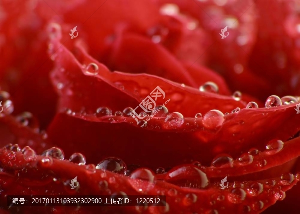 紅玫瑰和水滴-匯圖網(wǎng) www.fosd68.com 紅玫瑰和水滴