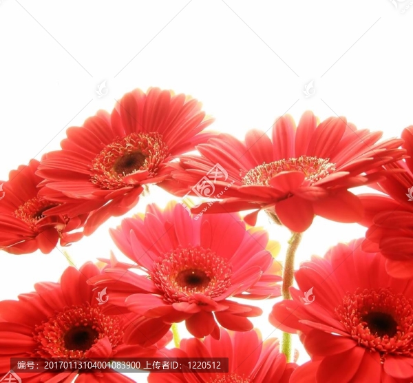 紅太陽(yáng)