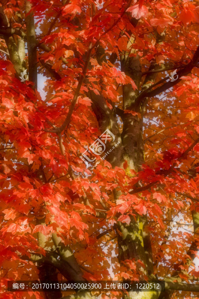 紅色的楓樹