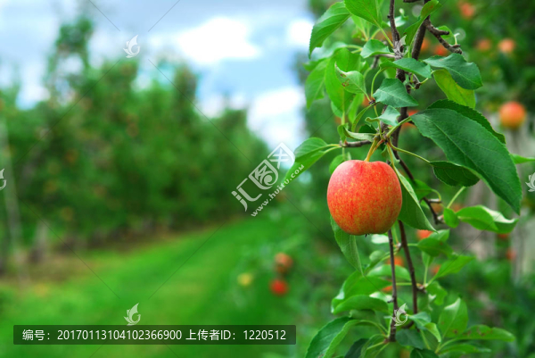 蘋果園