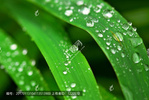 雨點(diǎn)落在草地