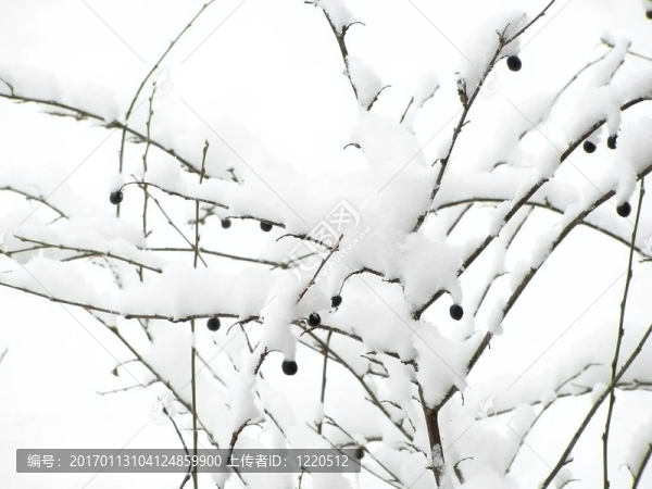 漿果在雪中