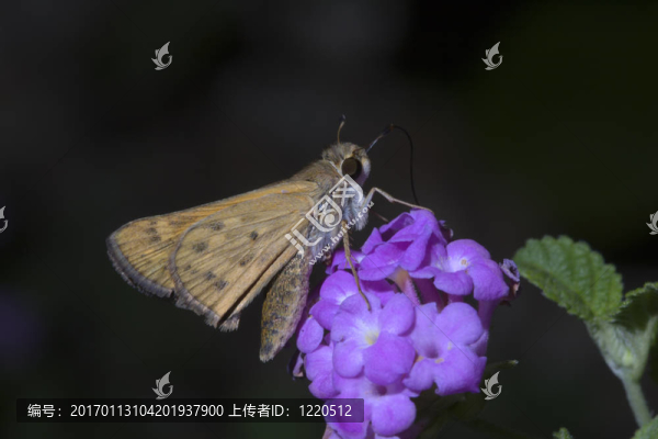 花園里的蛾