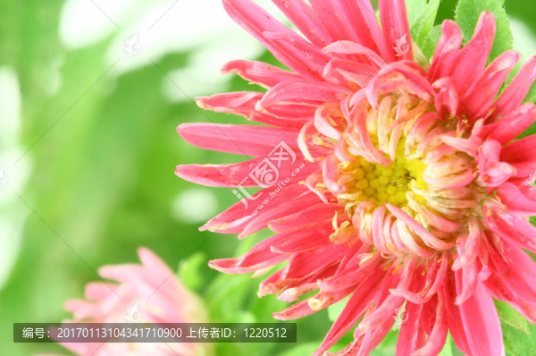美麗明亮的紫苑花