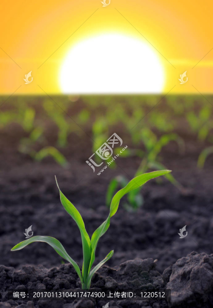 增加農(nóng)業(yè)區(qū)的玉米