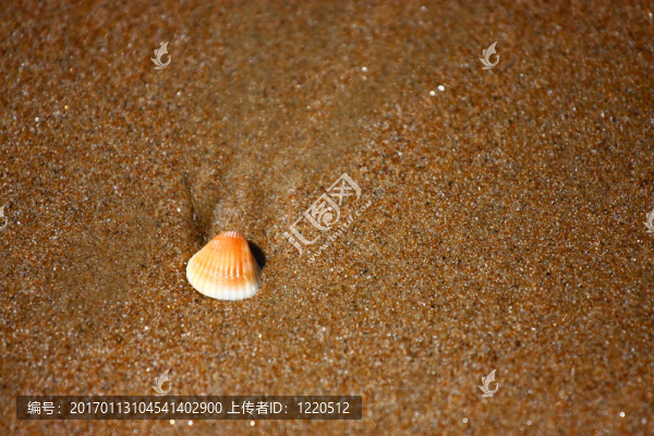 貝殼砂