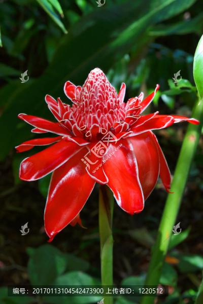 紅姜花