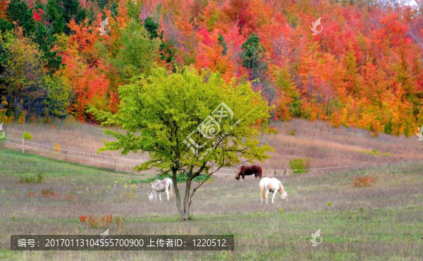 秋天的景色