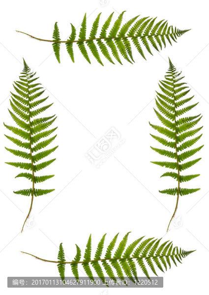 蕨類植物的邊境