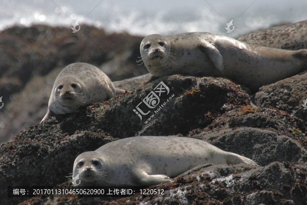 港海豹