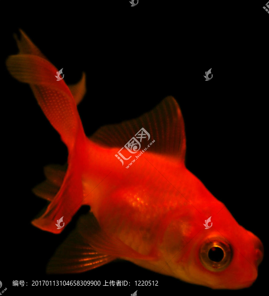 小紅金魚黑色背景