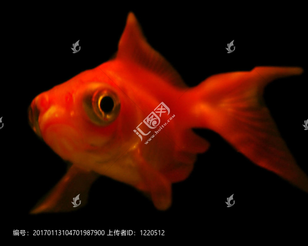 小紅金魚黑色背景