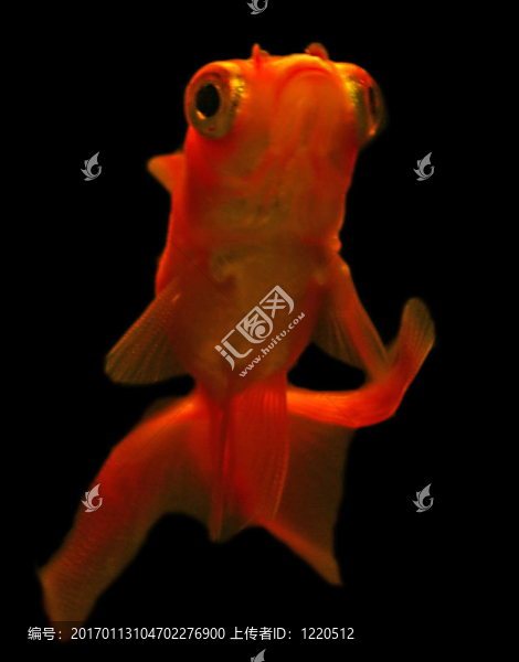 小紅金魚黑色背景