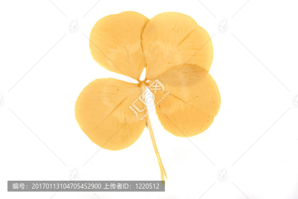 三葉草