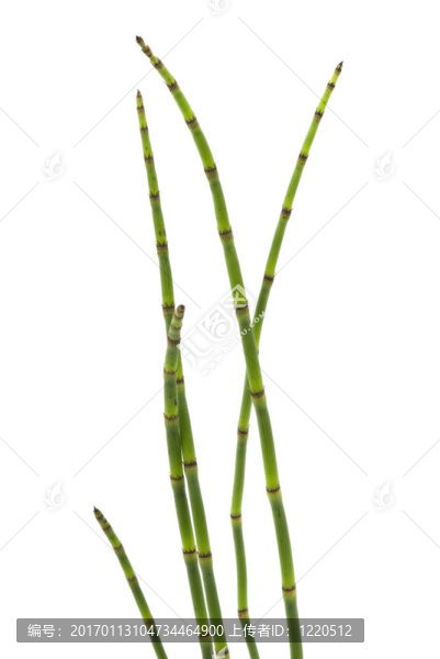 植物
