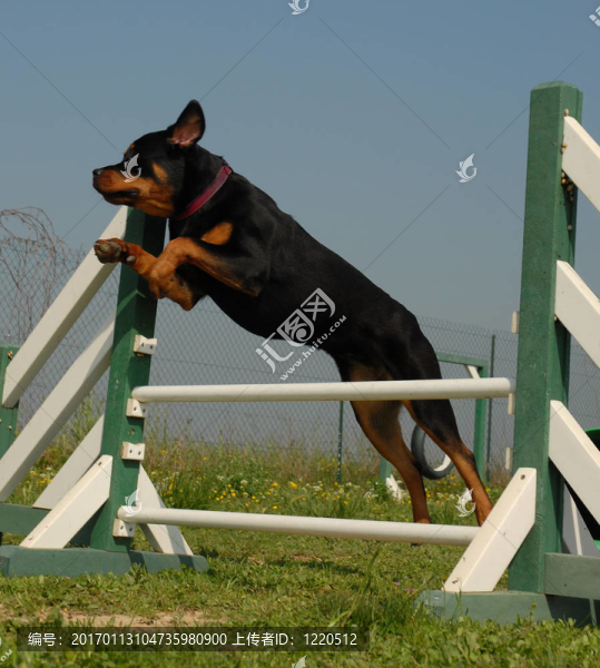 跳躍的羅特韋爾犬