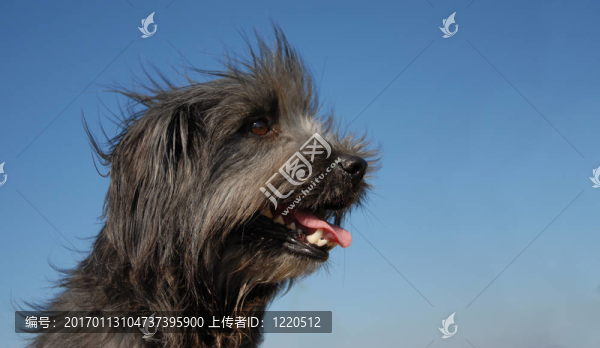 比利牛斯牧羊犬