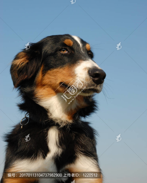 澳大利亞牧羊犬